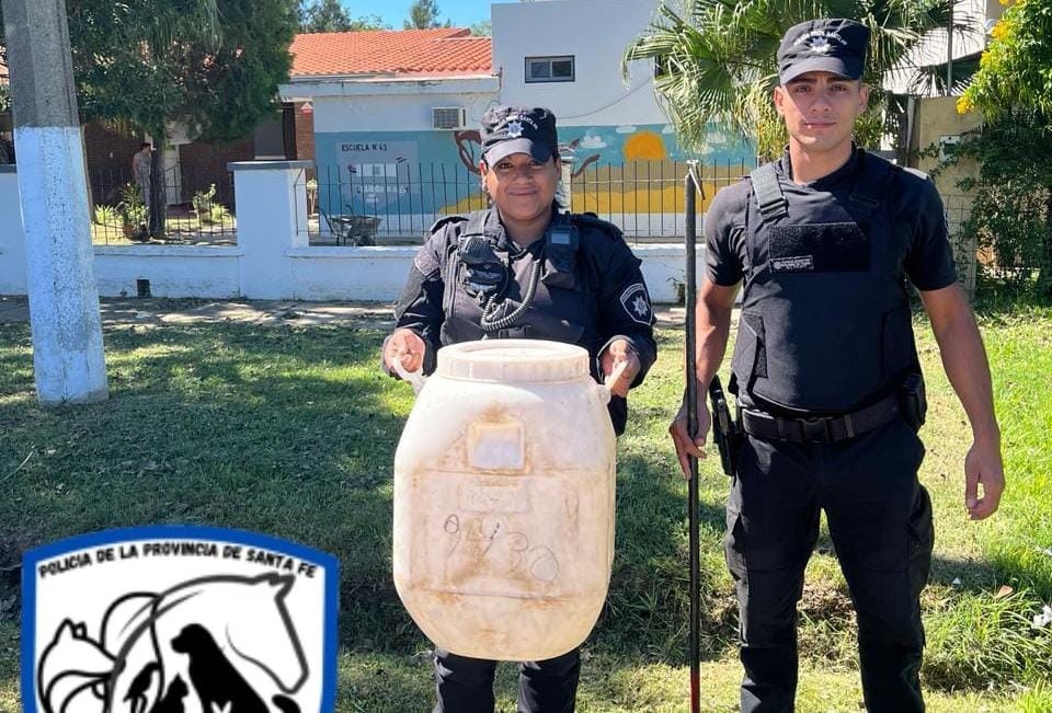 Santa Fe: hallaron tres víboras yarará en el patio de una escuela de Monte Vera | Información General