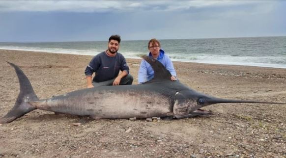 Hallaron varado a un pez espada de casi 300 kilos en la costa de Chubut | Información General