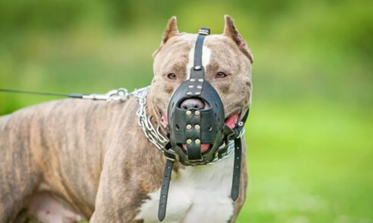 Condenaron al dueño de dos perros que atacaron a una nena | Información General