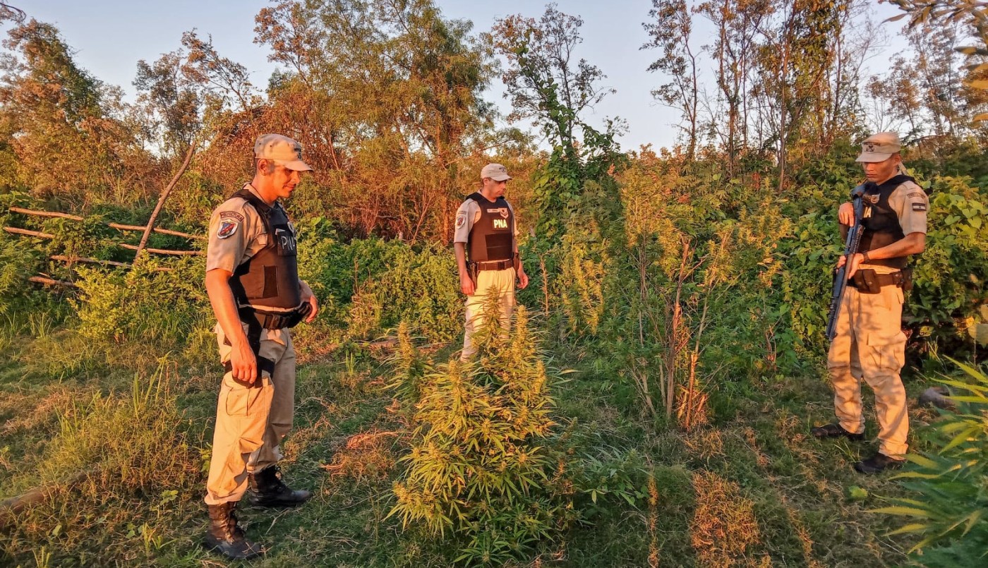 Desmantelaron 28 plantas de marihuana | Rosario y la región