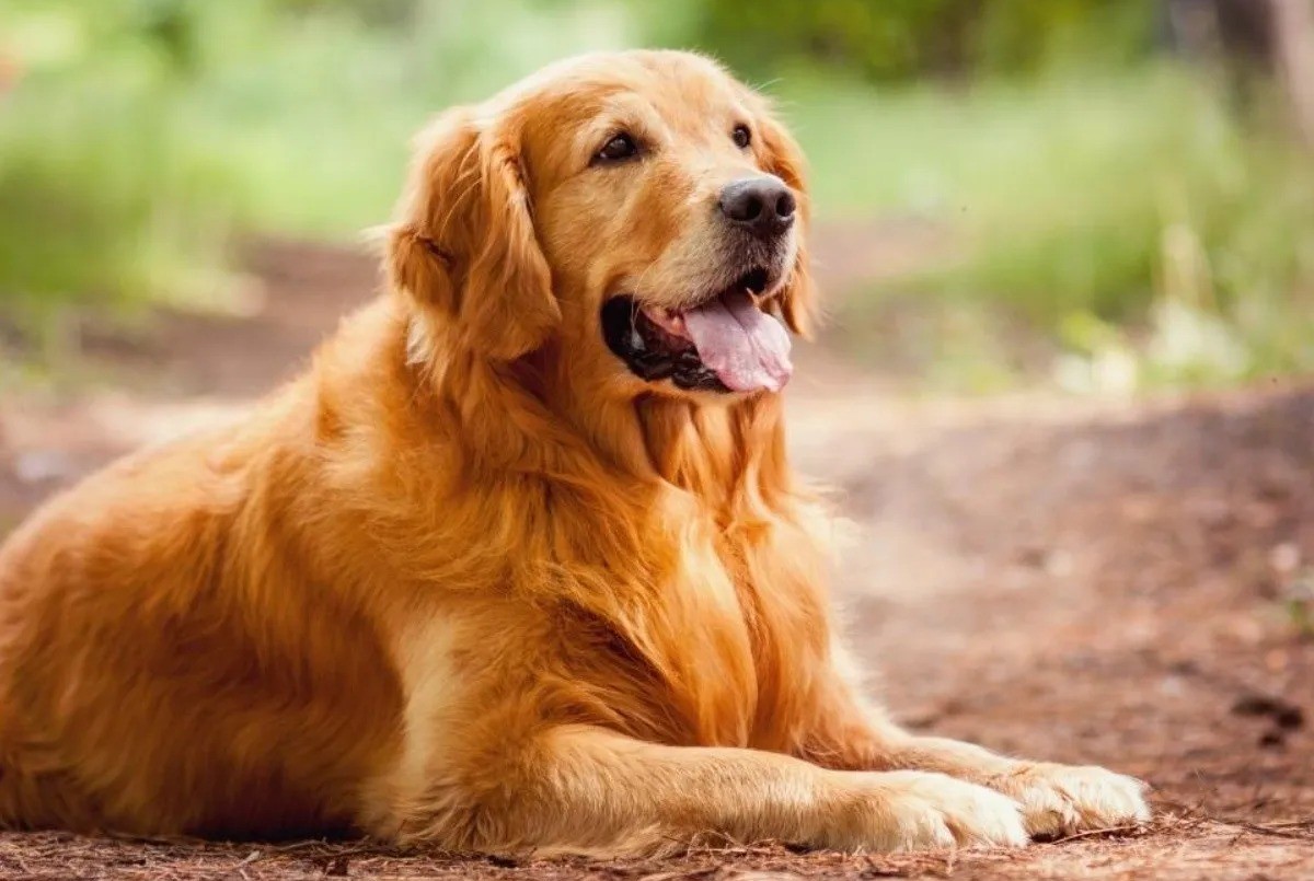 Video: una mujer llevó a faenar a su perro a una carnicería y terminó detenida | Información General