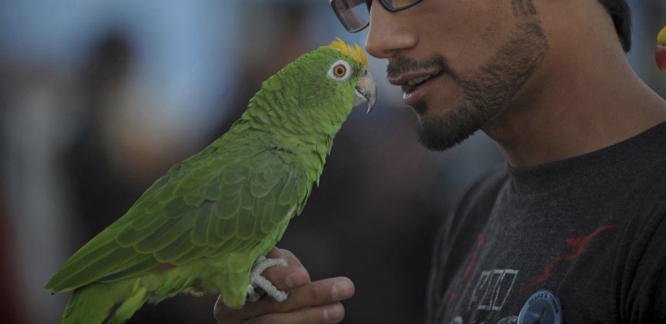 Se enteró que su esposa le era infiel gracias a sus loros | Internacionales