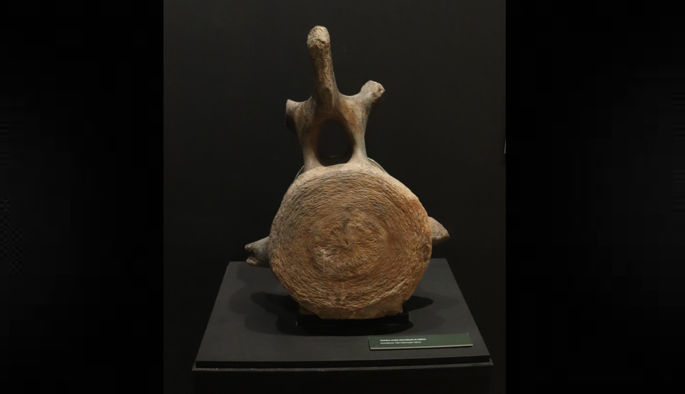 Restituyen restos de una ballena fósil a un museo de Villa Gobernador Gálvez | Rosario y la región