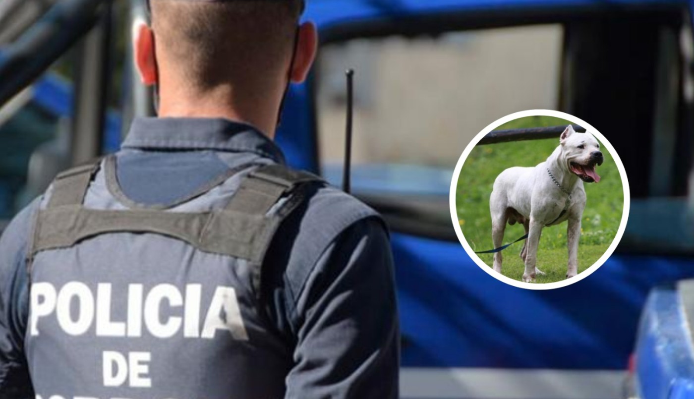 Córdoba: entró a robar a una casa y lo atacaron dos perros dogos | Información General