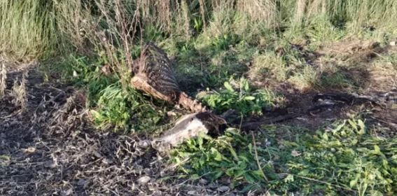 Imágenes sensibles: por la crisis faenan caballos para hacer milanesas, chorizos y hamburguesas | Información General