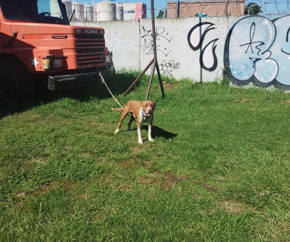 Un pitbull atacó brutalmente a trabajador de un circo en Granadero Baigorria | Rosario y la región