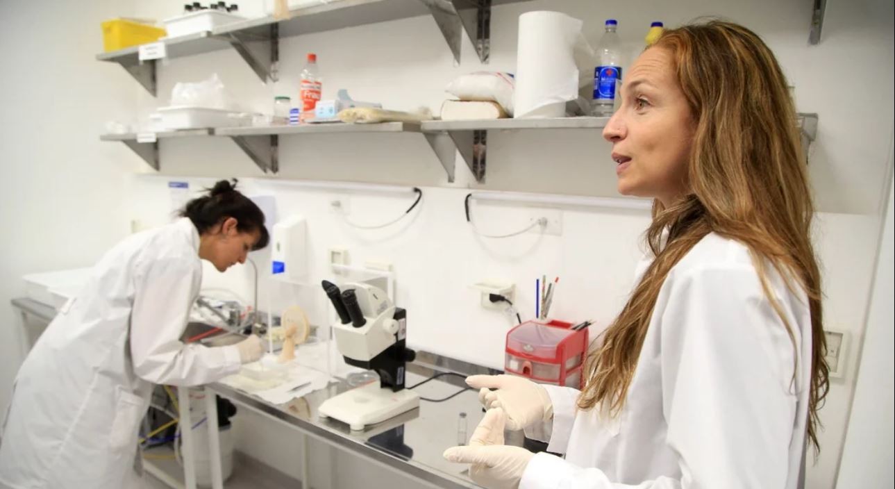 Dengue: un estudio del Malbrán desaconseja la fumigación ya que "los mosquitos muestran resistencia a los insecticidas" | Información General