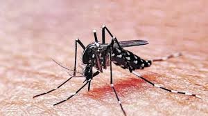 Se registran 1.327 nuevos casos de dengue en Rosario | Rosario y la región