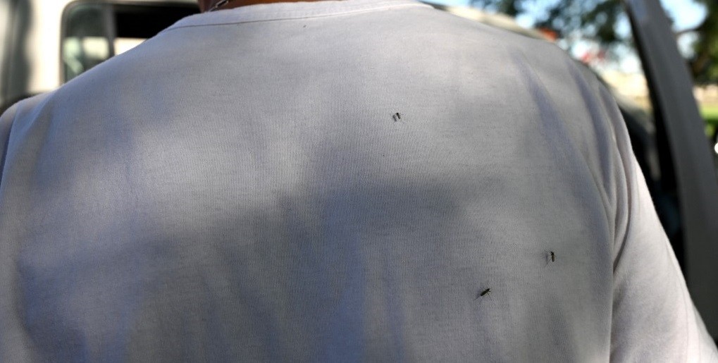 Dengue: confirmaron la primera muerte en Argentina por coinfección de dos serotipos diferentes | Información General