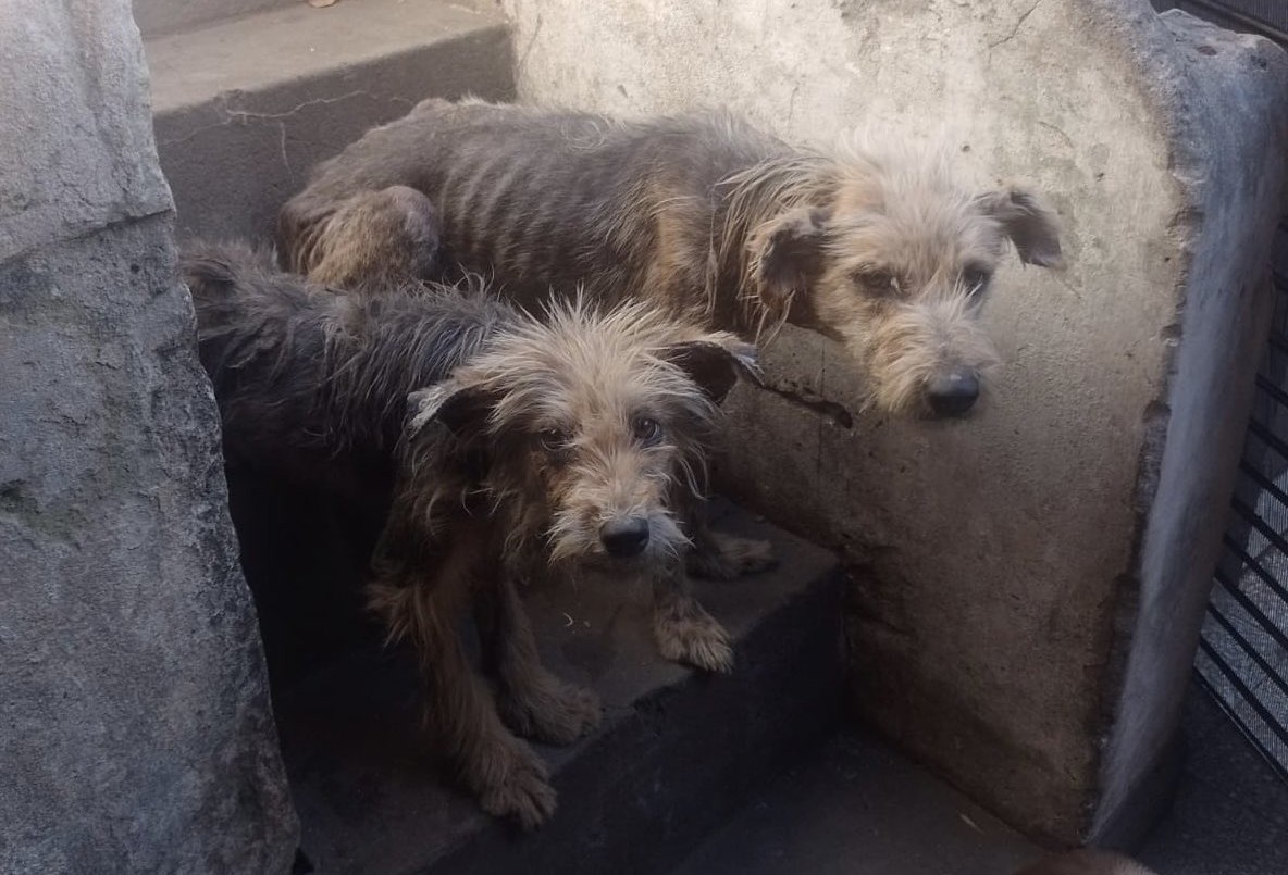 La municipalidad rescató 45 animales maltratados en menos de cinco meses | Rosario y la región