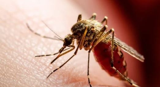 Se acumulan más de 420.000 casos de dengue en lo que va de 2024: se desaceleran los contagios | Información General