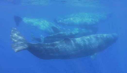 Científicos develan el "código Morse" de los cachalotes | Información General