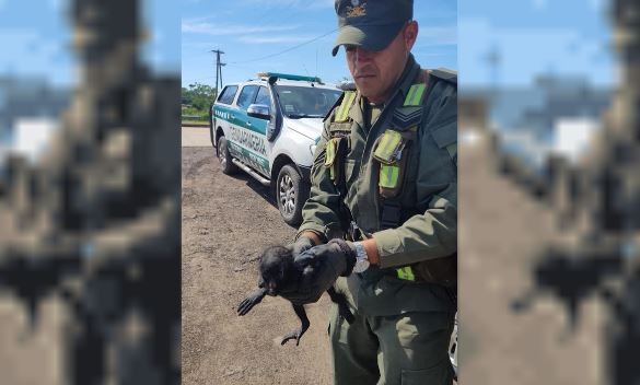 "Dance Monkey": rescataron a un pequeño mono carayá en un control vial en Chaco | Información General
