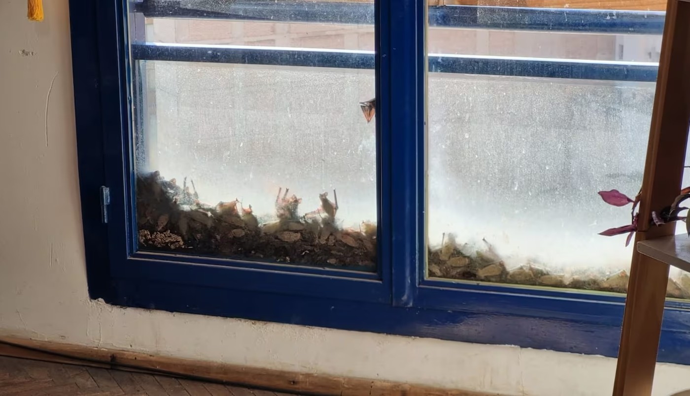 Aterradora invasión de murciélagos en el centro de Córdoba | Información General