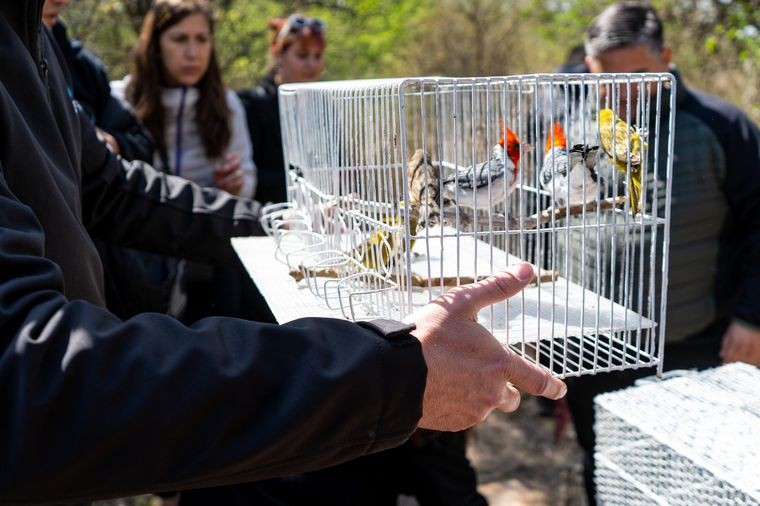 Aves en peligro de extinción que se encontraban en una casa fueron rescatadas | Rosario y la región