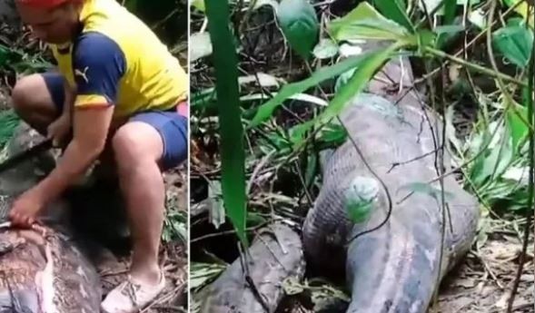 Estremecedor: encuentra a una mujer desaparecida en el estómago de una pitón de 5 metros | Internacionales