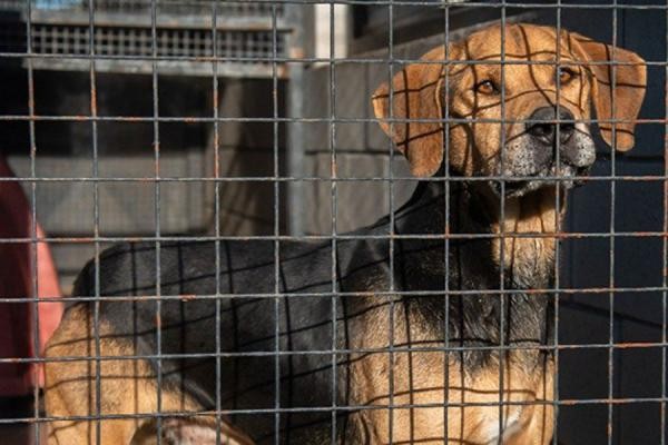 Proponen beneficios impositivos para quienes adopten perros y gatos | Rosario y la región