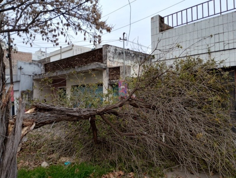 Ocho árboles caídos y demoras en el tránsito en Rosario | Rosario y la región