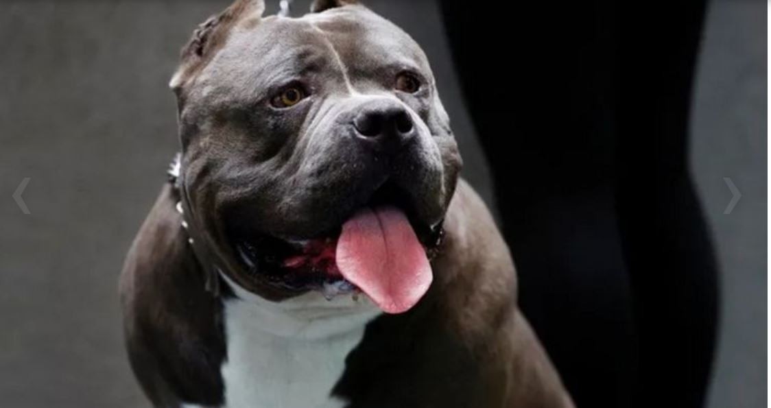 Un perro le mordió la cara a una nena de dos años | Principal