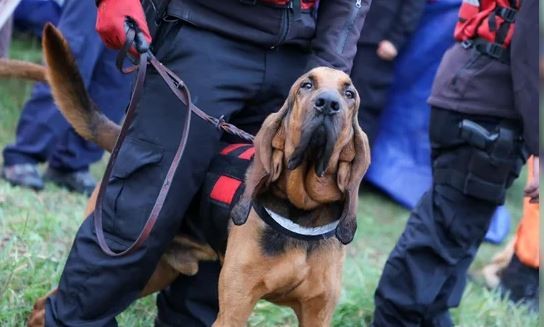 Caso Loan: nuevos rastrillajes en un campo de la funcionaria detenida | Información General