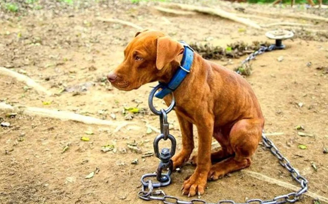 Comienza en Diputados el tratamiento de la "Ley Conan" contra el maltrato animal | Política y Economía