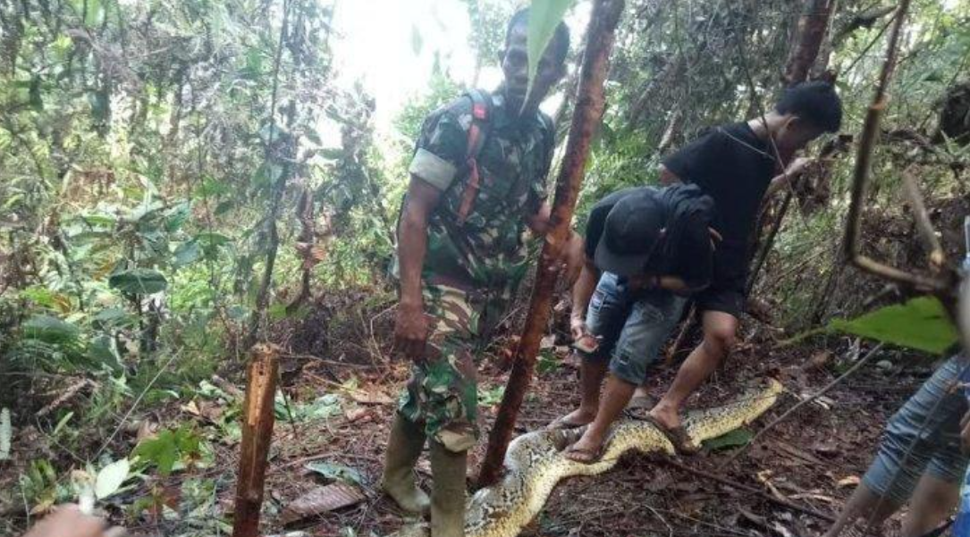 Hallaron el cuerpo de una mujer en el estómago de una pitón en Indonesia: segundo caso en un mes | Internacionales