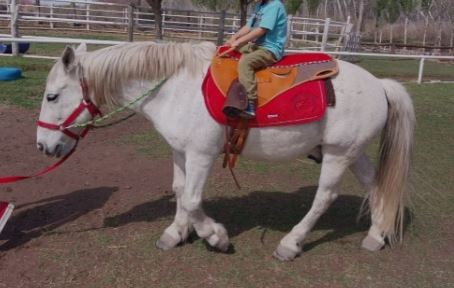 Río Negro: Faenaron a un caballo terapéutico que ayudaba a chicos con discapacidades | Información General