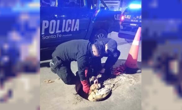 Salvaron a un perro que cayó a una boca de tormenta en Rosario | Rosario y la región
