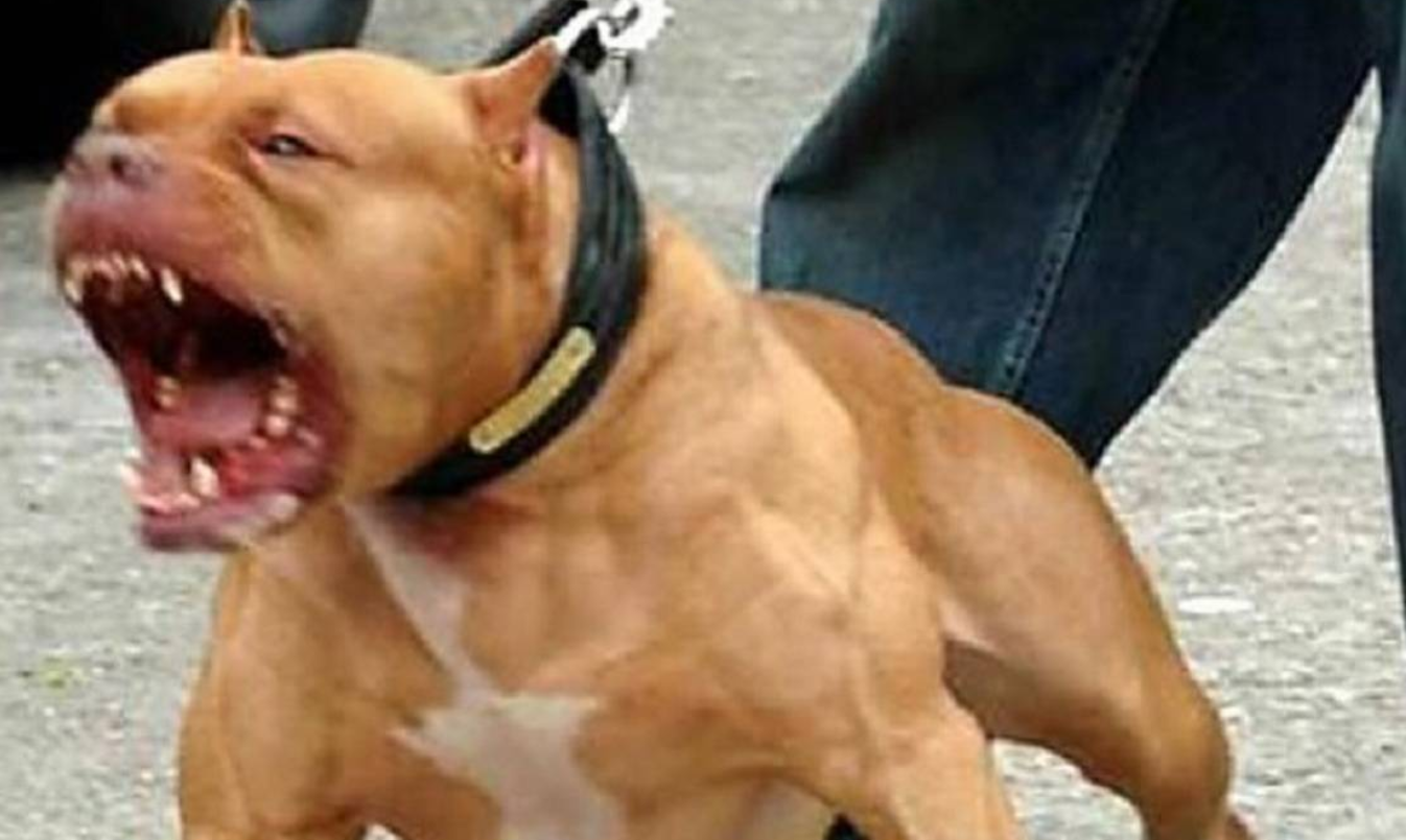 Lo atacó su pitbull cuando intentaba evitar que escapara a la calle y murió por las heridas | Información General