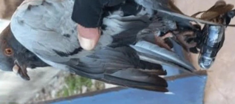 Nuevo incidente con palomas mensajeras en la cárcel de Coronda: intentaron ingresar un celular | Rosario y la región
