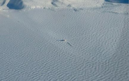 Chubut: Desarmaron el avión que aterrizó de emergencia en un lago congelado | Información General