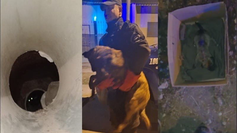 Rescataron a una perra y sus diez cachorro atrapados en un desagüe | Rosario y la región