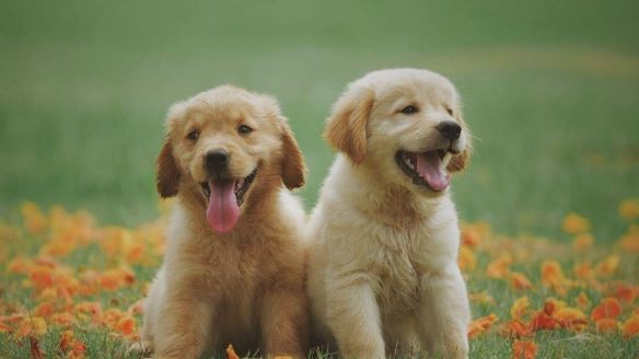 ¿Sueñan los perros y gatos? El estudio de Harvard sobre el sueño animal | Información General