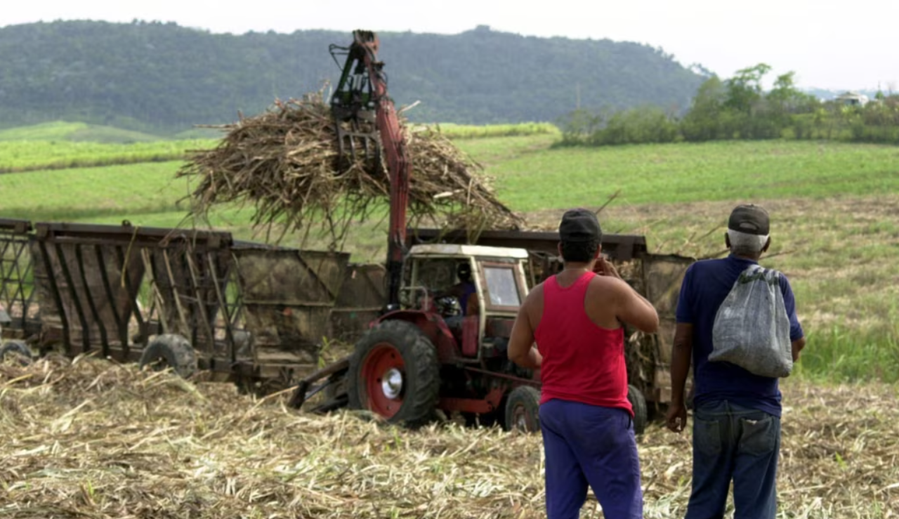 Falta de mano de obra obliga a empresa azucarera a contratar presos | Internacionales