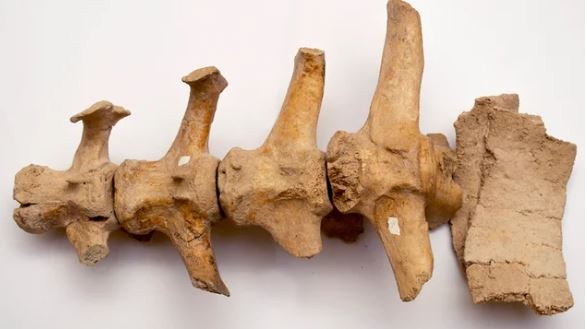 Hallaron restos de un Gliptodonte con marcas de origen humano en la provincia de Buenos Aires | Información General