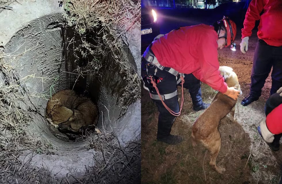 Córdoba: bomberos rescataron un perro que cayó a un pozo de 2 metros de profundidad | Información General