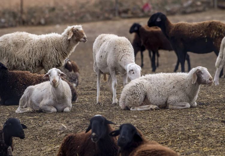 Grecia: Investigan si enterraron ovejas vivas para combatir la peste ovina | Internacionales
