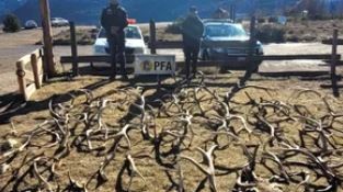 Se incautaron astas y cabezas de ciervos por infracción a la Ley Fauna | Información General