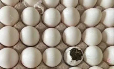 Incautaron droga dentro de un huevo en un penal de Misiones | Información General