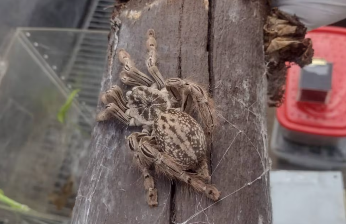 Fotos: allanan una casa y encuentran 172 arañas, un escorpión y una serpiente | Información General