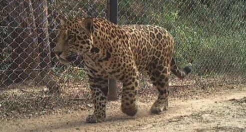 Cazadores ilegales asesinaron y cuerearon a uno de los cinco yaguaretés que quedaban en Formosa: ya fueron detenidos | Información General