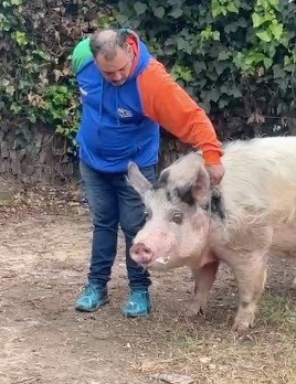 El chancho Ramón ya está de vuelta en su hogar | Rosario y la región