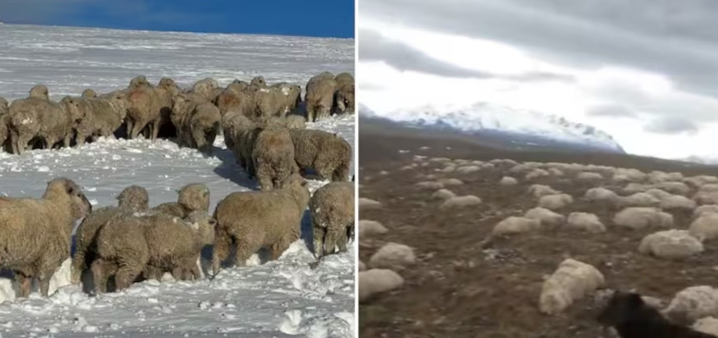 "Las ayudas llegaron tarde": se derritió la nieve en su campo y halló más de 2000 ovejas muertas | Información General