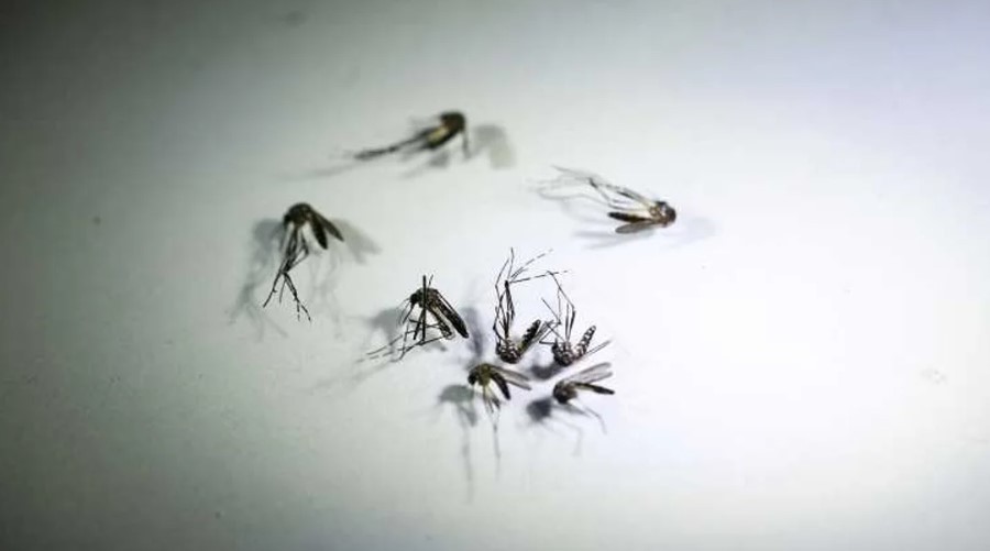 El Ministerio de Salud refuerza los cuidados durante el invierno para prevenir el dengue | Información General