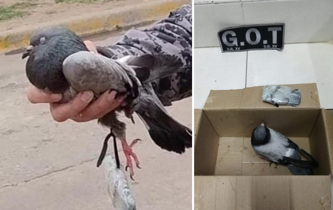 Una vecina de la cárcel de Coronda halló una paloma que llevaba un celular para los presos | Información General