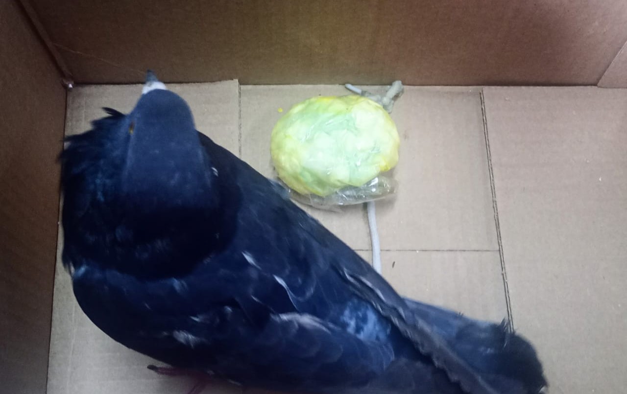 Otra paloma en la cárcel de Coronda: intentaron utilizarla para transportar drogas | Rosario y la región