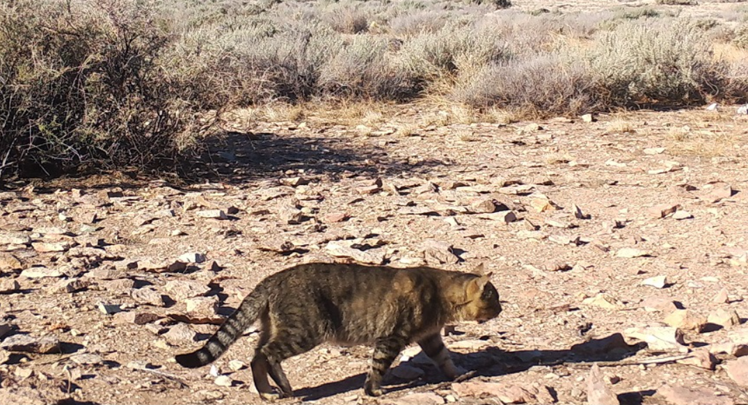 Científicos estudian en Chubut una población de gatos que vive aislada del ser humano | Información General