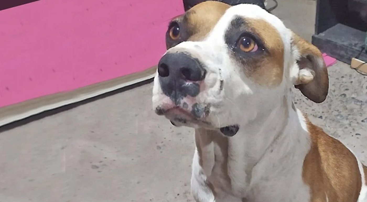 Tiroteo en Chubut: baleó a una familia y mató al perro | Información General