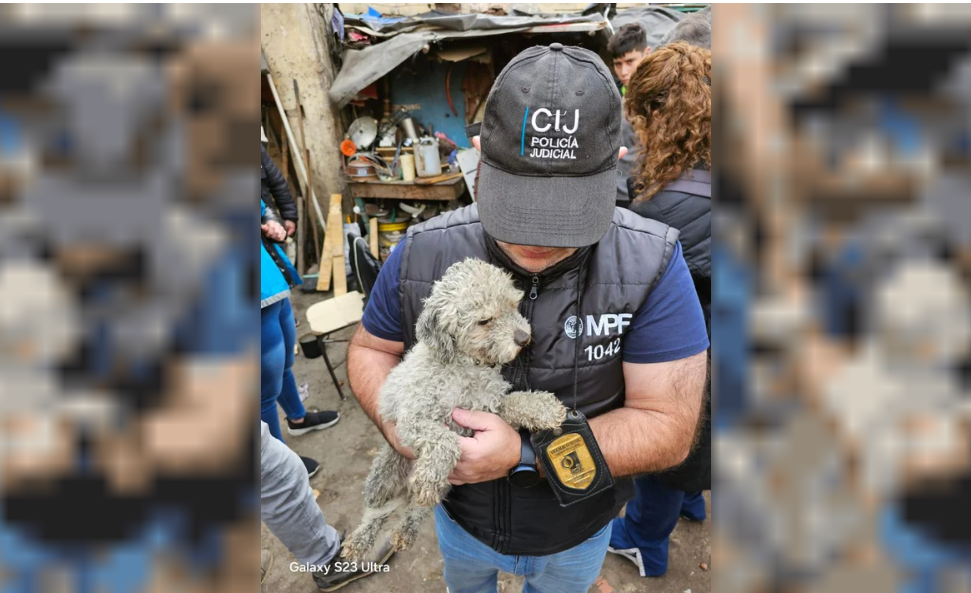 Rescataron más de 30 perros de un predio abandonado | Información General