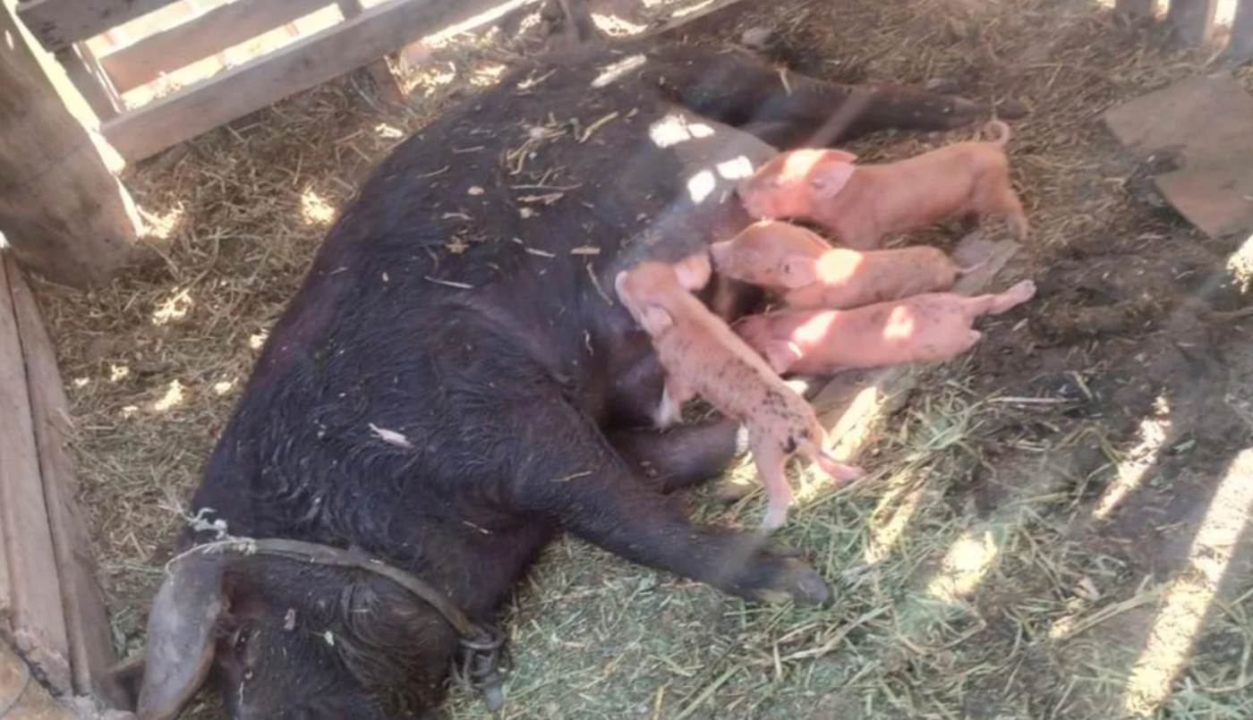 Le robó una chancha con cría a un vecino porque le dañaba su sembrado | Información General